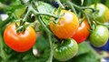 Maximizing Tomato Cultivation in the Zaid Season: Best Practices and Economic Potential