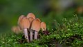 Mushrooms: Myths, Facts, and Their Ecological, Nutritional, and Medicinal Benefits