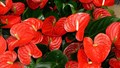 Anthurium Flowers from Mizoram Make International Debut, Exported to Singapore for the First Time