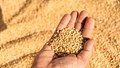 Wheat Stock Weekly Disclosure Mandatory from April 1 to Curb Hoarding, Stabilize Prices