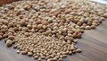 Seeds in Debate: A Comparative Insight into Traditional Seeds vs. Genetically Modified Seeds