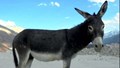 Ladakhi Donkey: A Resilient Indigenous Breed Adapted to High-Altitude Environments