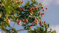 Rambutan Farming: A Profitable Tropical Fruit Business with Good Market Potential for Indian Farmers