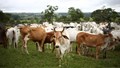 Livestock Antibiotic Use Could Rise 30% by 2040, Finds Study
