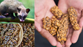 Kopi Luwak: World’s Most Expensive Coffee with a Unique Backstory