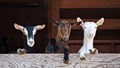 Goat Farming: A Low-Cost and Profitable Opportunity for Rural Families