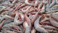 Shrimp Farming: Why Shrimp Is the Next Big Thing for Indian Farmers