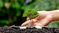 Carbon Markets: Key Differences Between Carbon Credits and Carbon Offsets