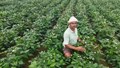 Bihar Farmer Reaps Rs 7 Lakhs Annually Through Relay Cropping and Family-Driven Agricultural Innovation