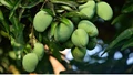 Zesty Raw Mango Delights: Simple and Flavorful Recipes to Beat the Summer Heat