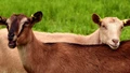 Goat Farming: Maximize Your Earnings with These Top 10 Profitable Breeds