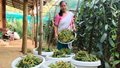 Assam Educator Finds Success in Organic Vanilla Farming—Earns Lakhs from Half a Bigha and Calls It a Promising Opportunity for Women