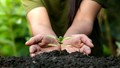 Grow Big with Kitchen Magic: 10 DIY Fertilizers to Supercharge Your Home Garden Naturally!