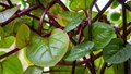 Malabar Spinach: Summer Super Green for Profitable Farming and Year-Round Harvests