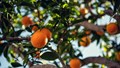 Coorg Oranges: A Unique, High-Demand Crop with Rich Heritage and Good Potential