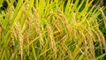 Grow DRR Dhan 100 (Kamala): Early Harvest, Higher Yield, and Drought Resilience- A Game-Changing Rice for Today’s Farmer