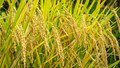Grow DRR Dhan 100 (Kamala): Early Harvest, Higher Yield, and Drought Resilience- A Game-Changing Rice for Today’s Farmer