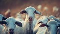 Goat Farming: Protect Your Herd from Common Diseases with Early Detection and Prevention