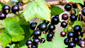 Blackcurrant: A High-Yield Berry with Strong Market and Health Appeal