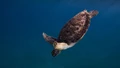 National Endangered Species Day 2025: History, Significance, Theme, Wishes, Quotes, and Ways to Celebrate