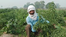 Bihar Farmer Boosts Income to Rs 25 Lakh Annually by Growing Tomatoes, Okra, Cauliflower, Brinjal, and More Using Scientific Techniques