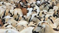 Goat Farming Subsidy: Govt Offering 50% Subsidy up to 50 Lakh Under NLM – Check Eligibility, Application Process & More
