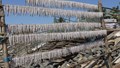 Bombay Duck: Sustaining Coastal Livelihoods and Local Economies from Palghar to Valsad