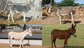 4 Indian Donkey Breeds You Must Know: Characteristics, Economic Importance & Fun Facts