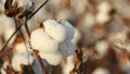 Challenges, Solutions and Prospects of Cotton Farming in India