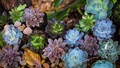 Summer Succulent Survival Guide: 10 Proven Ways to Keep Them Healthy