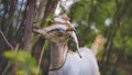 Goat Feeding Guide: Simple Tips for More Milk, Better Health, and Profitable Farming