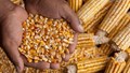 Maize Profit Booster: Choose the Best High-Yield Varieties for Smart Farming in 2025