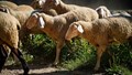 Sheep Farming: A Profitable and Low-Cost Income Source for Dryland and Landless Farmers