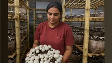 Visionary Woman Entrepreneur Driving Rural Empowerment Through Mushroom Farming and Value-Added Wellness Products