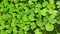 Gotu Kola: Ayurvedic Herb That Heals Skin, Calms Nerves, and Boosts Brainpower