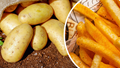 Kufri Frysona: High-Yielding, Disease-Resistant Potato Variety Perfect for French Fry Production