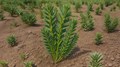 Swarna Gaurav: High-Yielding, Nutrient-Rich Faba Bean for Profitable and Sustainable Farming