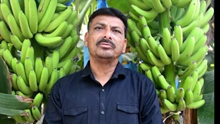 Meet Gujarat’s Innovative Banana Farmer Dhirendrakumar Bhanubhai Desai, Achieving 35 Tons/Acre Banana Yield and Earning Rs 50–60 Lakhs Annually