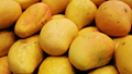 Jardalu Mango: Bihar’s Golden Delight with a Royal Legacy