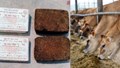 Boost Milk Production and Animal Health in Dry Regions with Simple Feed Solutions