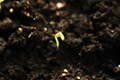 Stronger Plants, Healthier Soil: How Nitrogen Fixation Helps Farmers Thrive- and Boosts Crop Grow