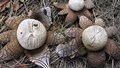 Rugda Mushroom: Jharkhand’s Hidden Forest Gem with the Power to Nourish and Enhance Farmers’ Income