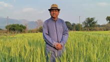 GFBN Story: Narendra Singh Mehra's Inspiring Journey— Developing a Climate-Resilient Wheat Variety and Earning Rs. 14 Lakhs Annually through Organic Farming