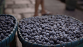 Acai Berry: Ultimate Guide to Growing, Harvesting, and Profiting from the Amazon’s Superfruit