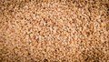 Gujarat’s Guj-Til Sesame Varieties: Your Key to Higher Yields, Better Oil, and Disease-Resistant Crops