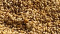 Grow More, Earn More: Improved Sesame Varieties and Practices for MP & Chhattisgarh Farmers