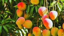 Grow Gold: Top 10 Mango Varieties Every Indian Farmer Must Grow for Maximum Profit!