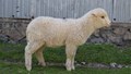 Kashmir University Researchers Create India’s First Gene-Edited Sheep Using CRISPR Technology