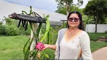 GFBN Success Story: How Himachal’s Dragon Fruit Lady Turned Barren Land into a Rs 90 Lakh Agro-Empire & Empowered 300+ Women