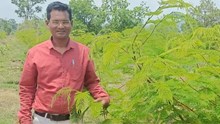 Milan Singh Vishwakarma Earns Lakhs Annually from 26-Acre Lac Farming in Chhattisgarh, Selling at Rs 700/kg